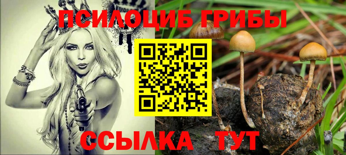 Отрадный  Псилоцибиновые грибы Cubensis  Вход с VPN 